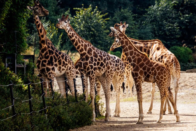 Giraffes at Outdoor Dublin Attraction Dublin Zoo close to Aspect Hotel Park West